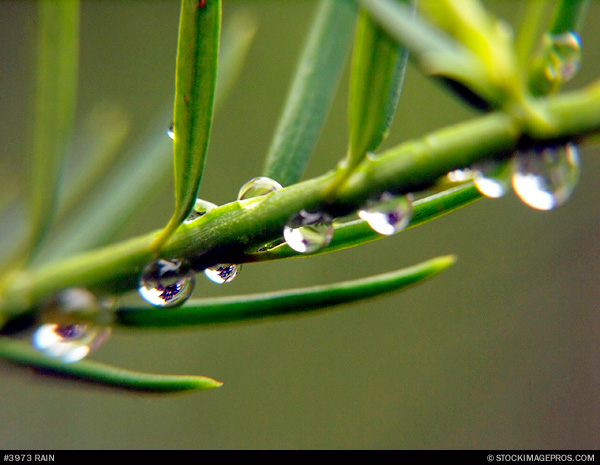 3973 rain stock image.jpg