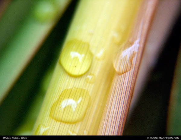 6660 rain stock photo.jpg