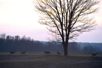 Late Evening Deer