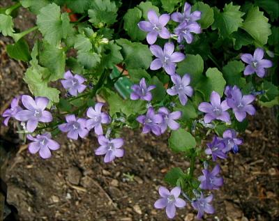 Campanula