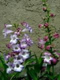 Penstemon