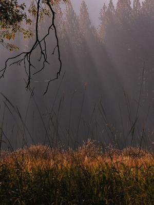 Layered Light: Meadow Morning