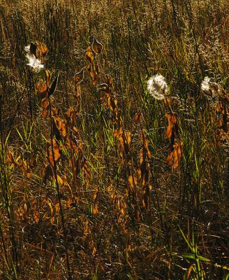 Milkweed