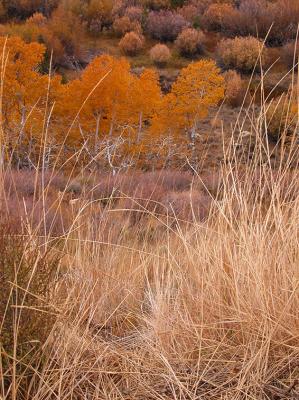 Layered Autumn