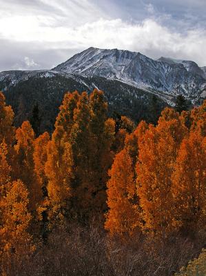 GALLERY:: Eastern Sierra Transitions ::Fall 2004