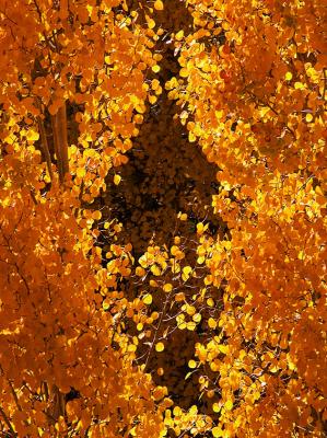 Autumn Gateway