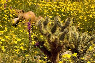 Chollas and Poppies