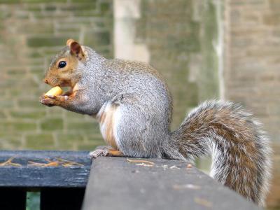 Squirrel Eating, Dillon Gym