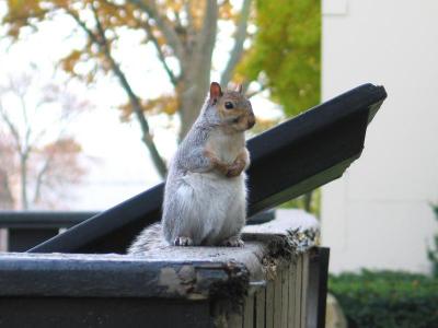 Squirrel Standing, Dillon Gym