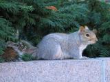 Squirrel Scudder