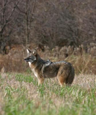 IMG_6278  COYOTE vc.jpg