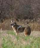 IMG_6278  COYOTE vc.jpg