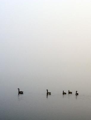 Geese in the Mist