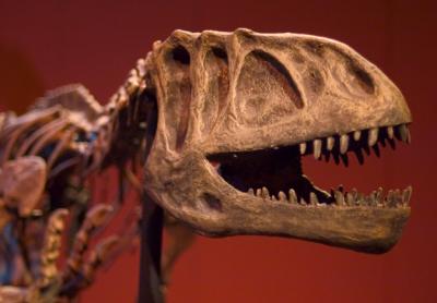u49/mngatorguy/medium/36893194.dino_9440w.jpg