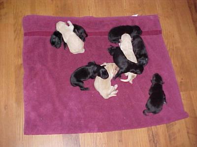 jessis new babies.jpg