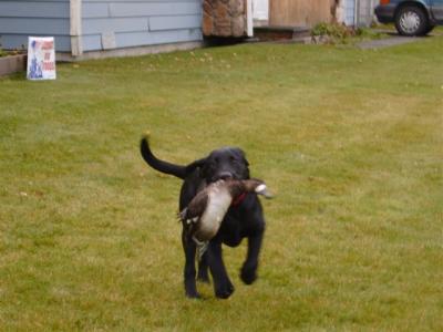 MAGGIE AND DUCK  10-11-04.jpg