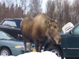 mama moose in our yard, Kenai AK