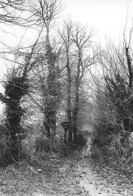 OLD PHOTO 17    Old muddy wagon road