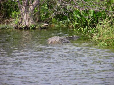 Hello Gator