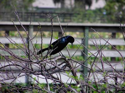 Grackle