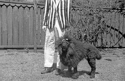 Jong The Poodle, dressed up for croquet