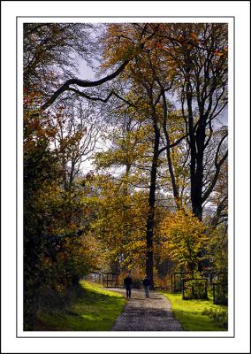 Longleat ~ another woodland walk