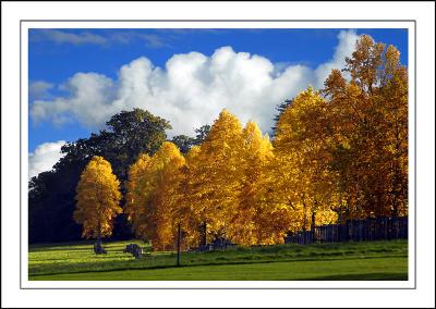 Longleat ~ autumn colours (2365)