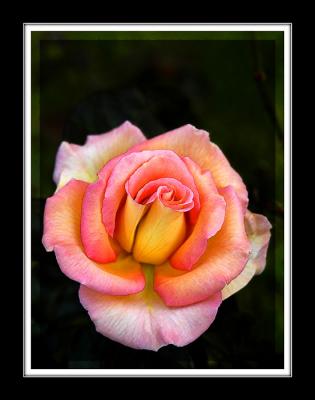 Pink and yellow rose