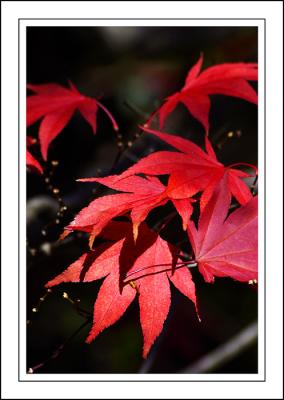 Stourhead ~ red leaves closer