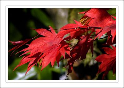 Stourhead ~ red leaves, Stourhead