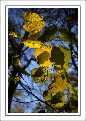 Stourhead ~ backlit leaves