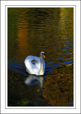 Stourhead ~ swan lake