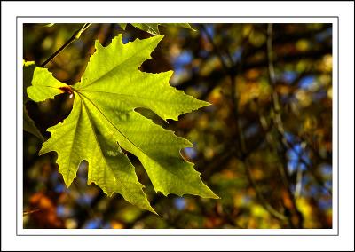 Stourhead ~ green leaf