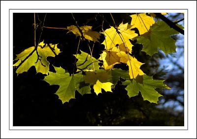 Stourhead ~ more backlit leaves