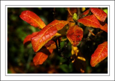 Stourhead ~ red and orange leaves