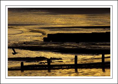 Coming in to land, Lyme Regis, Dorset