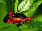 Beetles Mating