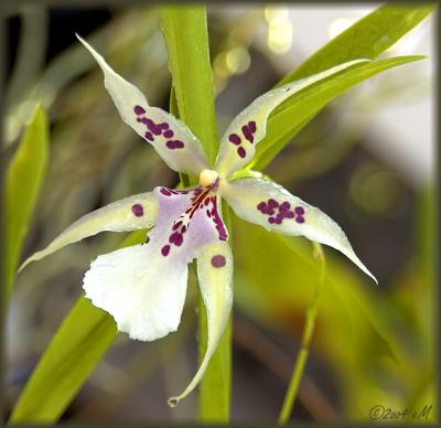 Oncidium