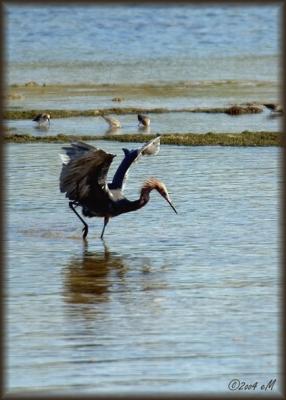 Reddish Egret fishing