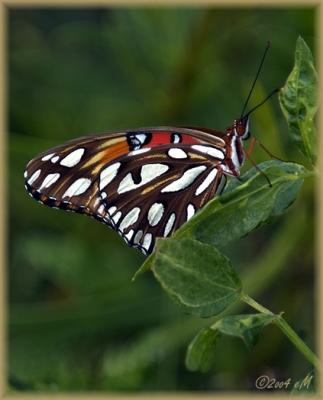 u49/mpulignano/medium/36363249.Resizeof_DSC5312.jpg