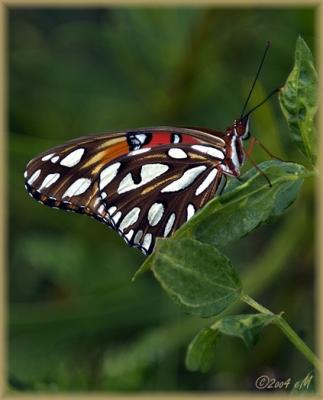 Gulf Fritallary