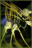 Brassia