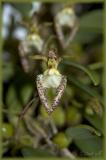 Bulbophyllum lasiochilum