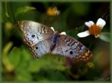 White Peacock