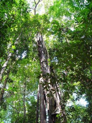Tall trees in the rainforest - top