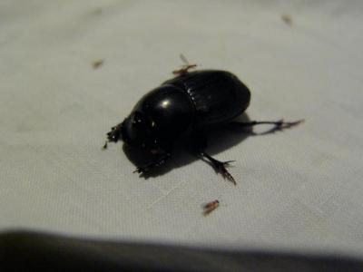 Horned beetle