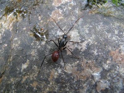 Huge ant