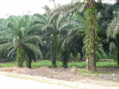 Palm oil plantation at the park entrance