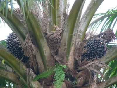 Fruit of the palm oil tree