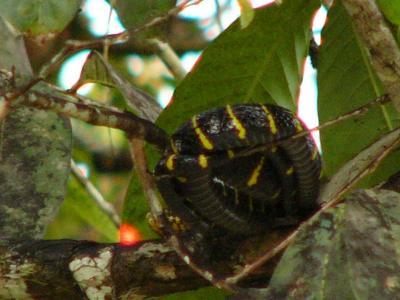 Yellow ringed mangrove snake